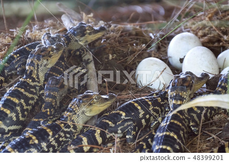 Newborn alligator near the egg laying in the nest. Newborn alligator near the egg laying in the nest. 48399201