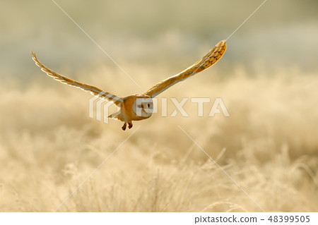 Owl flying with open wings. Barn Owl, Tyto alba 48399505