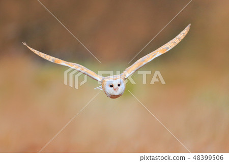 Barn Owl, Tyto alba, flying above the grass 48399506