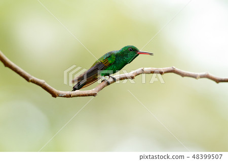 Copper-rumped hummingbird, Amazilia tobaci 48399507