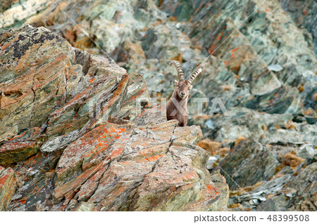 Alpine Ibex, Capra ibex, mammal in the Alps 48399508