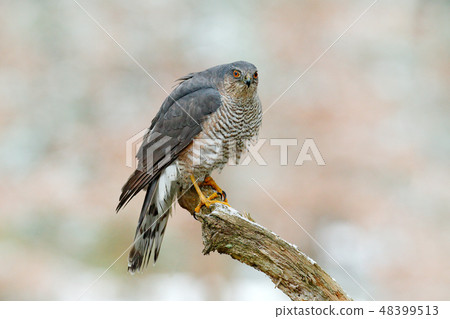 Eurasian sparrowhawk, Accipiter nisus 48399513