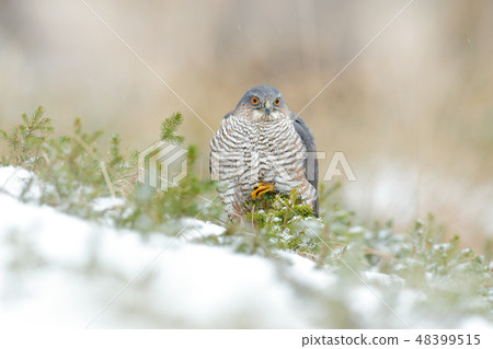 Eurasian sparrowhawk, Accipiter nisus, on the snow 48399515