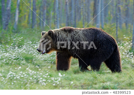 Brown bear walking in forest, morning light Brown bear walking in forest, morning light 48399523