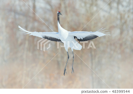 Crane in flight, winter scene with snowflakes. 48399544