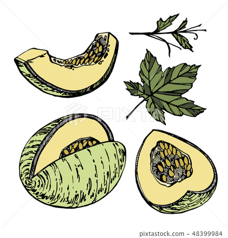 Hand drawn sketch style melon illustrations isolated on white background. Fresh food illustration. Hand drawn sketch style melon illustrations isolated on white background. Fresh food illustration. 48399984