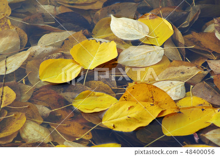 Leaves in water 48400056