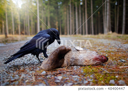 Raven with dead European Roe Deer 48400447