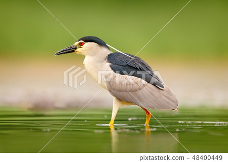 Night heron, Nycticorax nycticorax, water bird 48400449