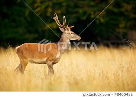 Red deer stag, majestic powerful adult animal 48400451