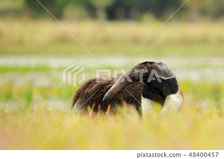 Anteater, cute animal from Brazil Anteater, cute animal from Brazil 48400457