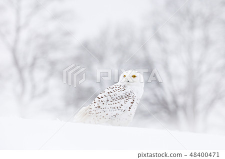 Snowy owl sitting on the snow in the habitat. 48400471