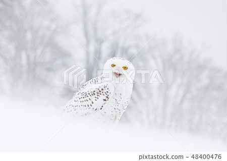 Snowy owl sitting on the snow in the habitat. Snowy owl sitting on the snow in the habitat. 48400476