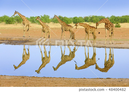 Group of giraffe near the water hole 48400482