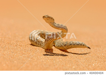 Bitis peringueyi, poison snake from Namibia Bitis peringueyi, poison snake from Namibia 48400484