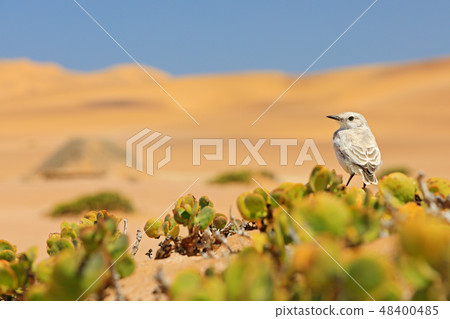 Tractrac chat, Emarginata tractrac 48400485