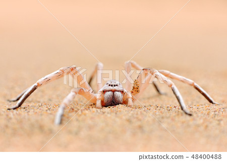 Golden wheel spider, Carparachne aureoflava Golden wheel spider, Carparachne aureoflava 48400488