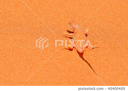 Wedge-snouted Desert Lizard, Meroles cuneirostri 48400489