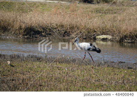 Stork Stork 48400840