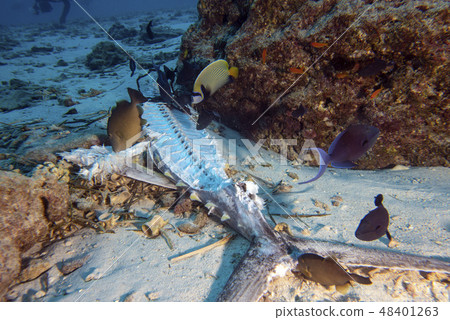 dead fish underwater dead fish underwater 48401263