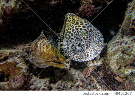 leopard eel mooray portrait 48401267