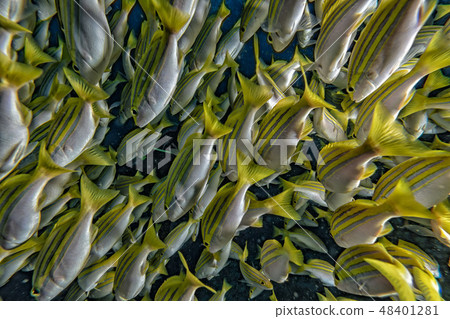 yellow Snapper Lutjanidae while diving maldives 48401281