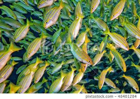yellow Snapper Lutjanidae while diving maldives 48401284