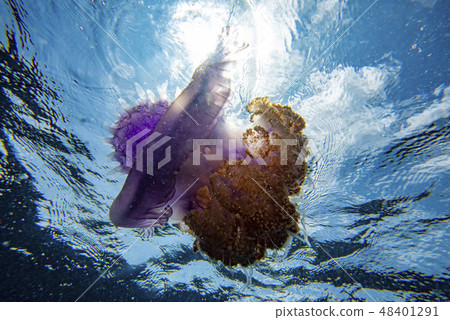 cotylorhiza giant jellyfish 48401291