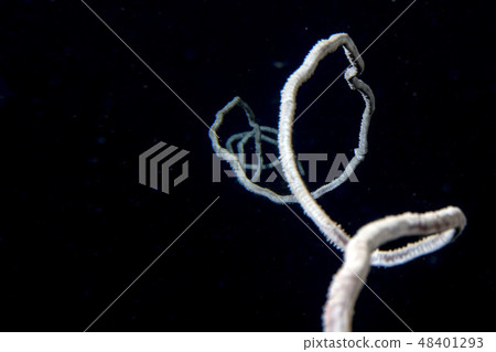 Rope coral in the black background juncella juncea 48401293