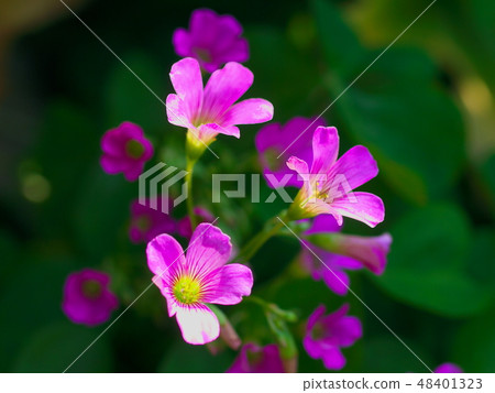 Murasaki Kabaki花 48401323