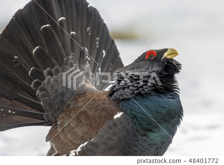 Headshot Western capercaillie wood grouse 48401772