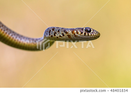 Cropped Portrait of large Whip Snake 48401834