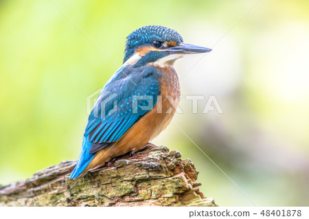 European Kingfisher perched on log 48401878