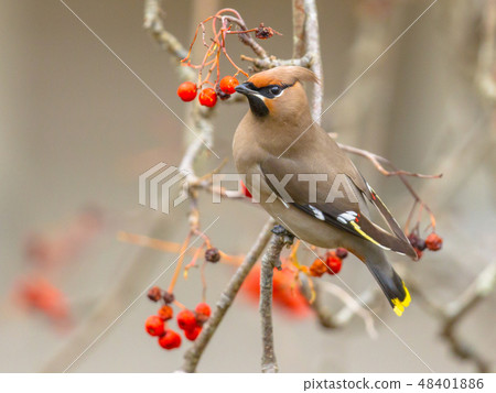 Bohemian waxwing winter visitor Bohemian waxwing winter visitor 48401886
