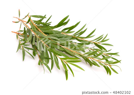 Melaleuca twigs. 48402102