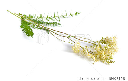 Filipendula vulgaris 48402128