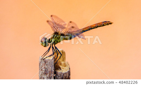 closeup of dragonfly  48402226