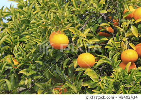 夏橙臨近收穫 48402434