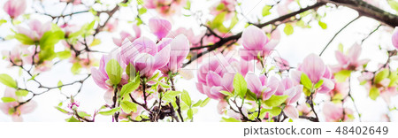 magnolia soulangeana blossoming, spring time 48402649