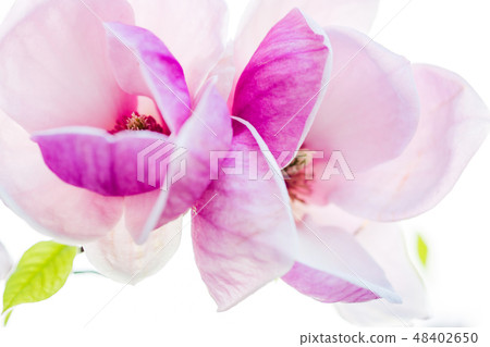 magnolia soulangeana blossoming, spring time 48402650