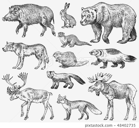 Set of Wild animals. Brown Grizzly Bear Forest Moose Red Fox North Boar Wolf Sable Badger Gray Hare Set of Wild animals. Brown Grizzly Bear Forest Moose Red Fox North Boar Wolf Sable Badger Gray Hare 48402735