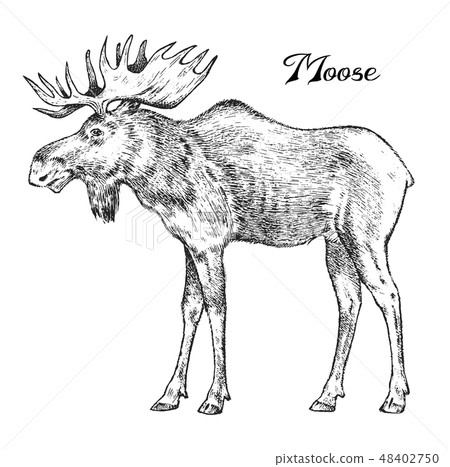 Forest Moose, Wild animal. Symbol of the north. Vintage monochrome style. Mammal in Europe. Engraved 48402750