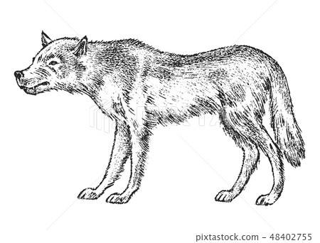Gray wolf, Wild animal. Symbol of the north and the forest. Vintage monochrome style. Predator in Gray wolf, Wild animal. Symbol of the north and the forest. Vintage monochrome style. Predator in 48402755
