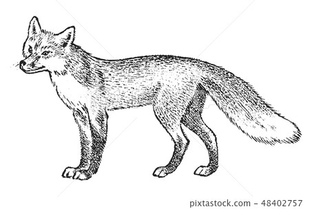 Red fox, Wild animal. Symbol of the north and the forest. Vintage monochrome style. Predator in Red fox, Wild animal. Symbol of the north and the forest. Vintage monochrome style. Predator in 48402757