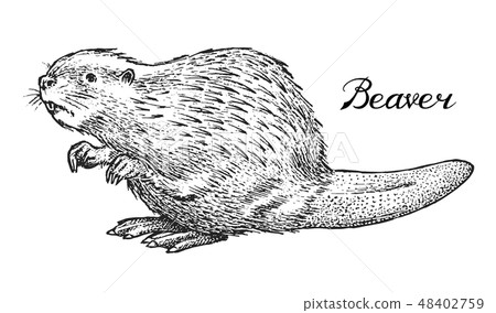 River beaver, Wild animal. Symbol of the north and the forest. Vintage monochrome style. Mammal in 48402759