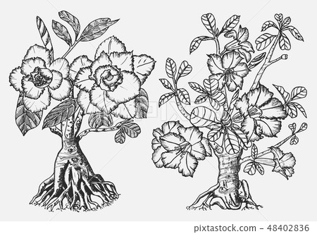 Home Adenium plants, flowering plants from Africa and the Arabian Peninsula. Exotic and tropical 48402836