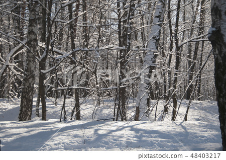 Winter landscape with a park Winter landscape with a park 48403217