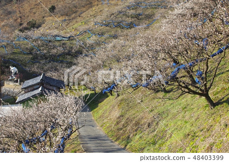 和歌山縣田邊市田邊石神拜林溫泉 48403399