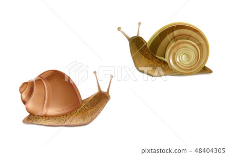 Vector Burgundy, Roman snails. French cuisine delicatessen Vector Burgundy, Roman snails. French cuisine delicatessen 48404305
