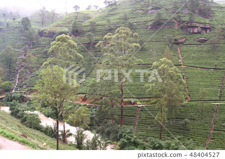 茶道斯里蘭卡錫蘭茶 48404527